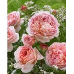 Abraham Darby / Абрагам Дербі
